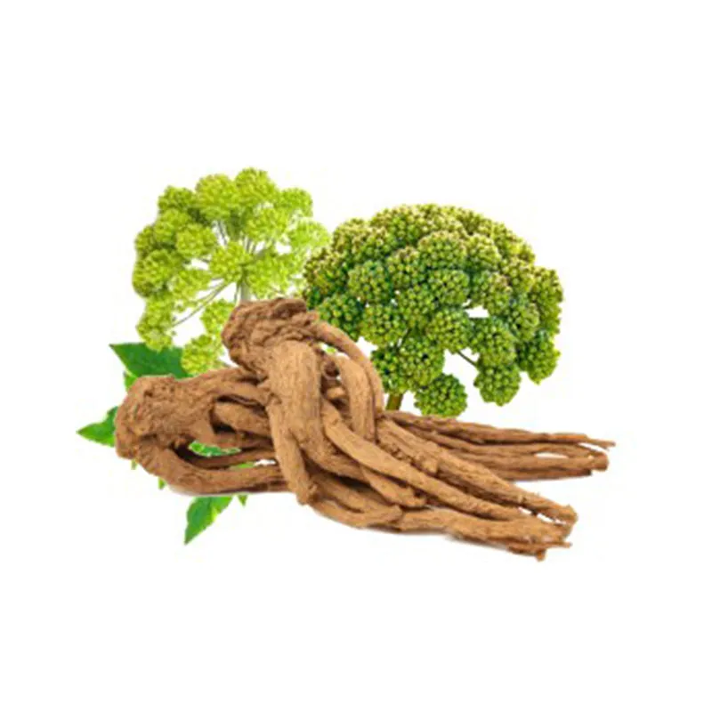 Angelica Root Essential Oil Organic