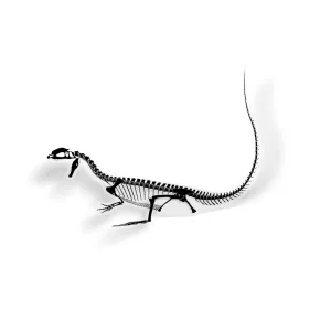 Dilophosaurus Fossil Dinosaur Sticker
