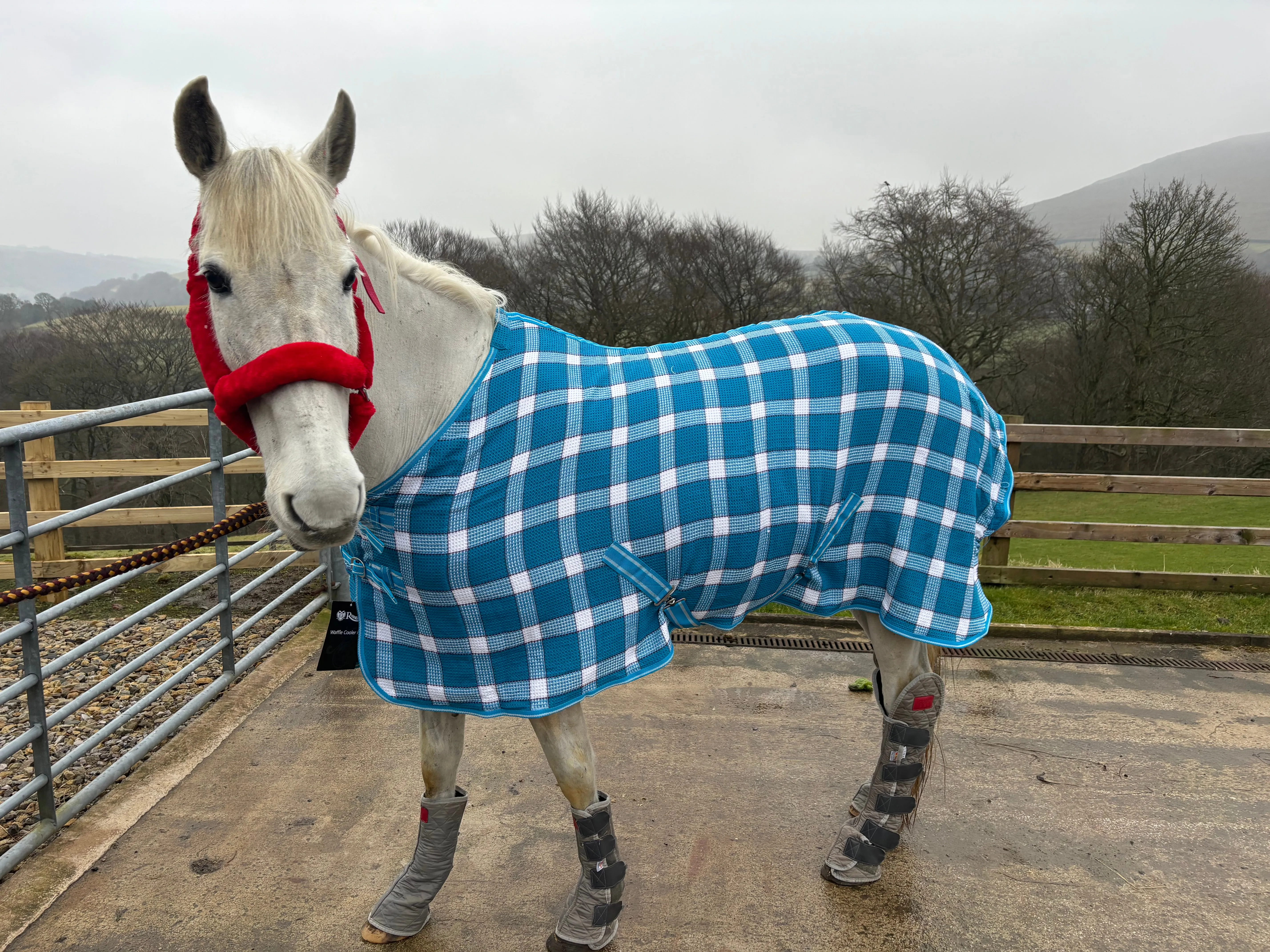 NEW rhinegold waffle cooler rugs, sizes 5'0 to 7'0 turquoise and white check❣️