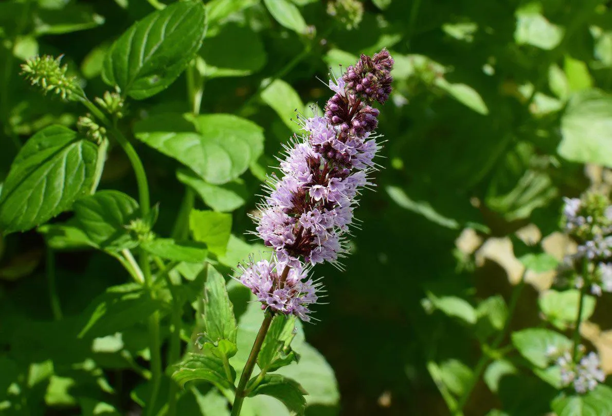 PATCHOULI essential oil