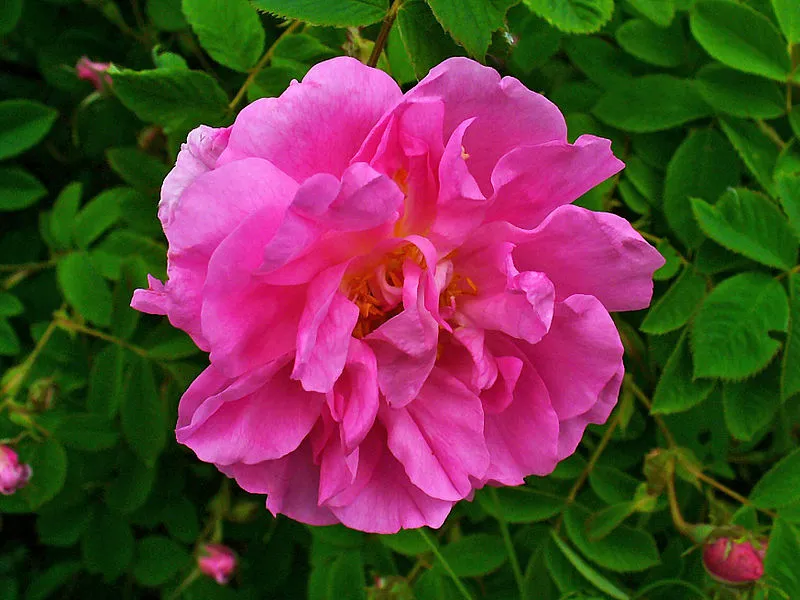 Rose Essential Oil (10% Dilution)