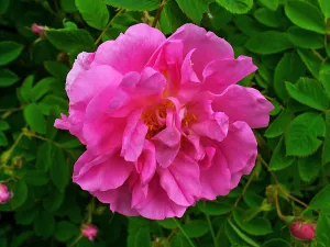 Rose Essential Oil (10% Dilution)