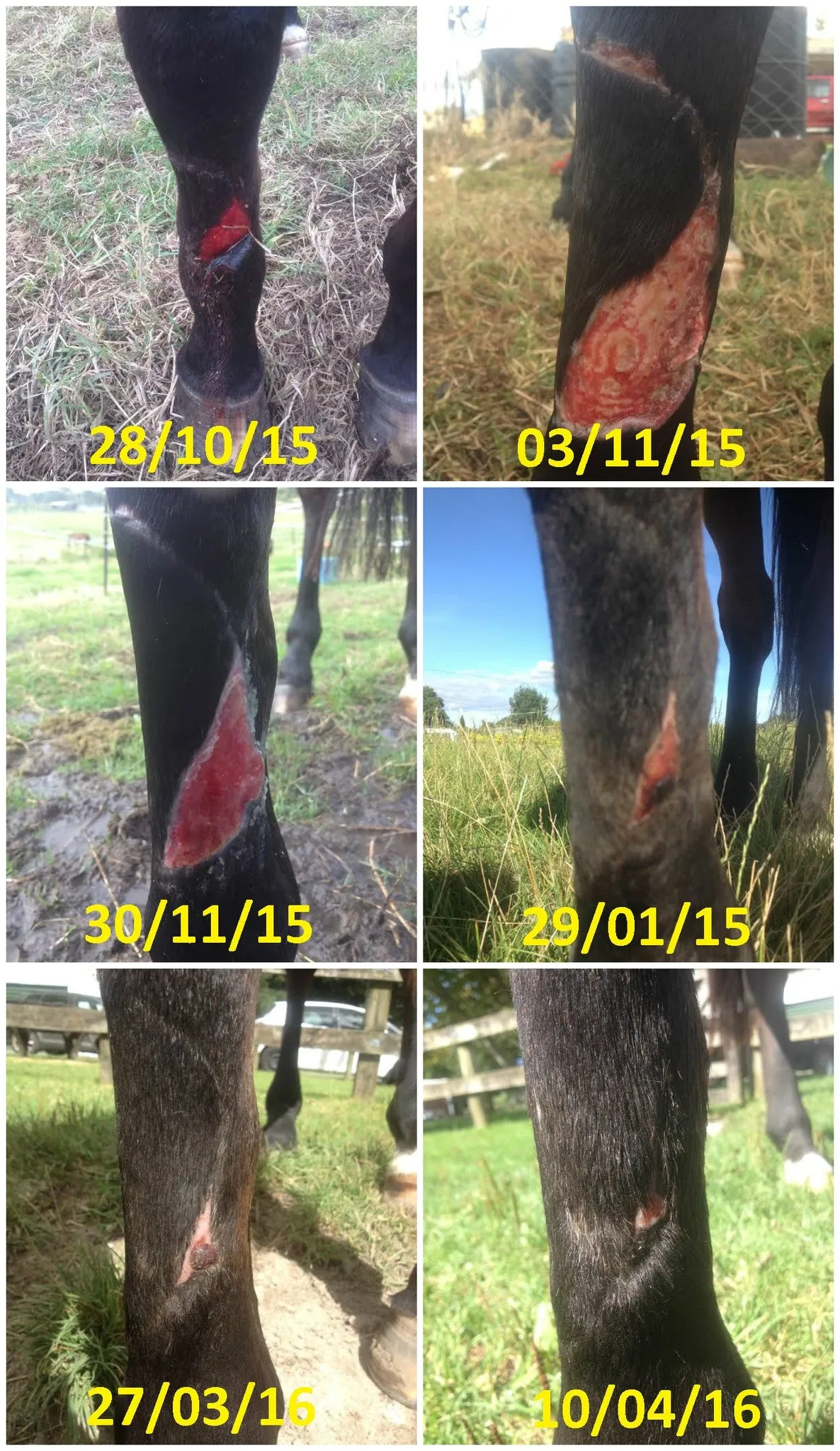 VetPro Equifix-TTO Repair Cream